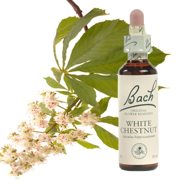 Bachova esenca 35 Beli kostanj (White Chestnut), kapljice